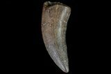 Tyrannosaur Tooth - Judith River Formation #72343-1